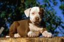 is pitbul stene